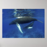 Caribbean, Greater Antilles archipelago, Posters