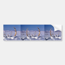 Caribou antlers in the snow bumper stickers