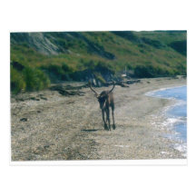 CARIBOU BEACH (2) POSTCARD