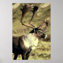 Caribou Posters