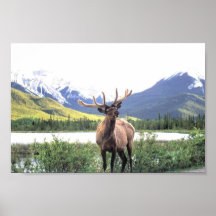 Caribou Print