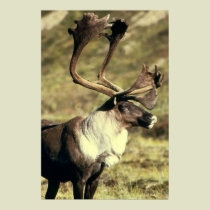 Caribou / Reindeer Wildlife Lover posters