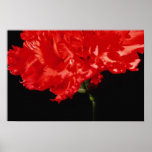 Carnation flowers poster