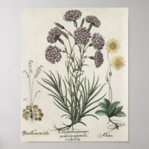 Carnations Posters