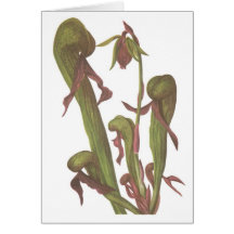 Carnivorous Plant - Darlingtonia californica Greeting Cards