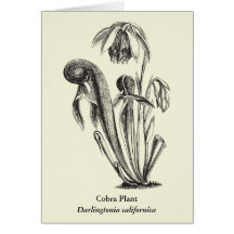 Carnivorous Plant Floral Art Greeting Card