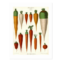 Carrots Postcards
