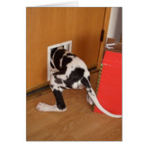 Cash Trapped Harleguin Great Dane Puppy card