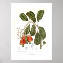 Cashew Print