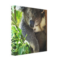 Casual Koala Canvas Print
