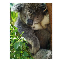 Casual Koala  Postcard