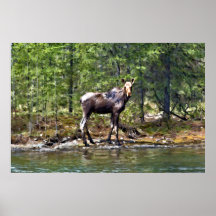 Casual Moose Poster