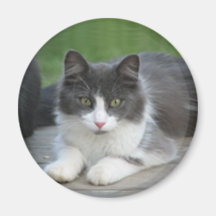 cat1 refrigerator magnet