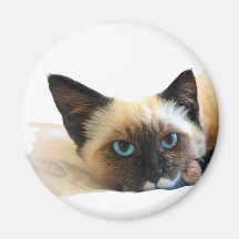 cat2 refrigerator magnets