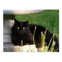 Cat 120 ~ postcard