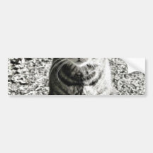 Cat Animal Pet Bumper Sticker