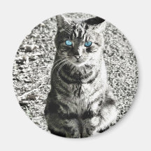 Cat Animal Pet Fridge Magnets