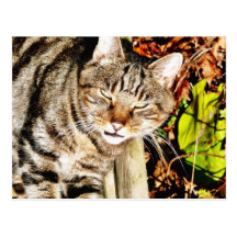 Cat Animal Pet Garden Post Cards