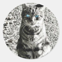 Cat Animal Pet Round Stickers