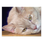 cat at rest photograph