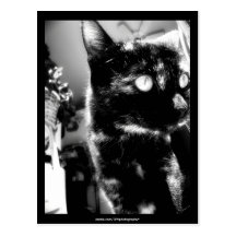 Cat black&white - Postcard