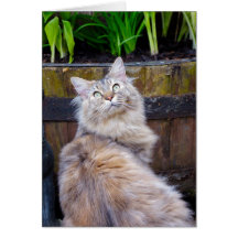 Cat, Blank Any Occasion, Note Card With Maine Coon