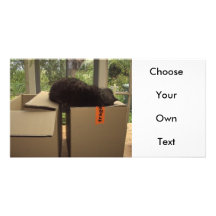 Cat 'Bram' sleeping on boxes Customized Photo Card