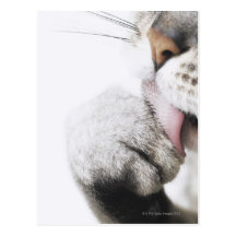 Cat cleaning paw postcards