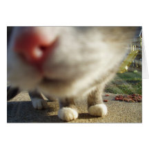 cat closeup greeting card