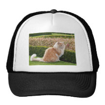 Cat clothes!!!! hats