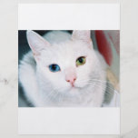 Cat Eyes Full Color Flyer