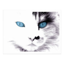 Cat Eyes Postcards
