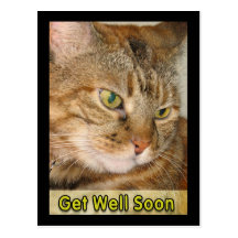 cat get well soon postcards