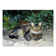 Cat Greeting Cards