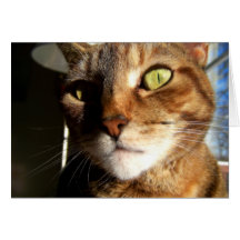 Cat -Greeting / note card