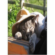Cat In A Hat Your Photo Sculpture