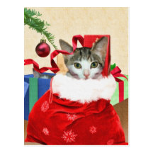 Cat in Bag Holiday Postcard