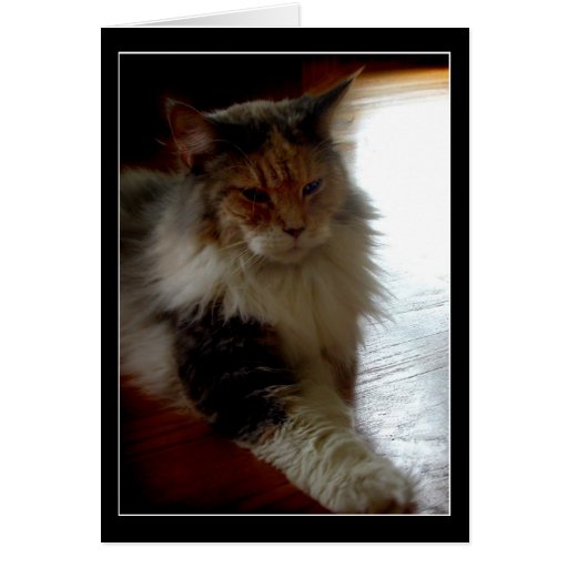 Cat in sunny window photo greeting card