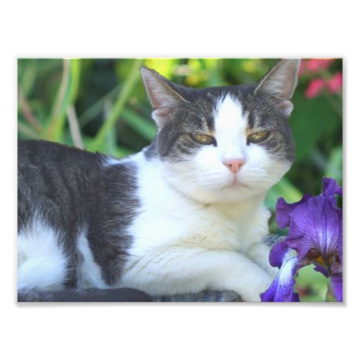 Cat in the garden photographic print