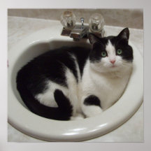 Cat in the sink posters