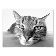 Cat look photo