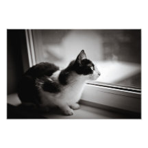 Cat looking outside art photo