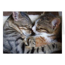 Cat Love Card