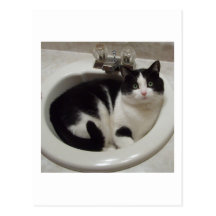 Cat lovers delight postcards