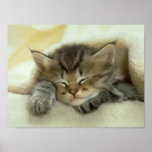Cat Nap Print