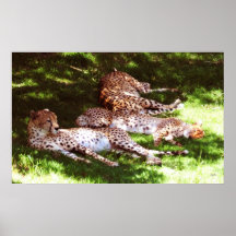 Cat Nap Print
