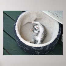 Cat Nap Print