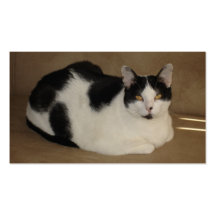 Cat On A Couch Business Card Template
