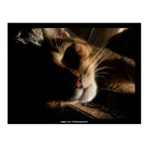 Cat - Postcard