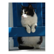 Cat Postcards